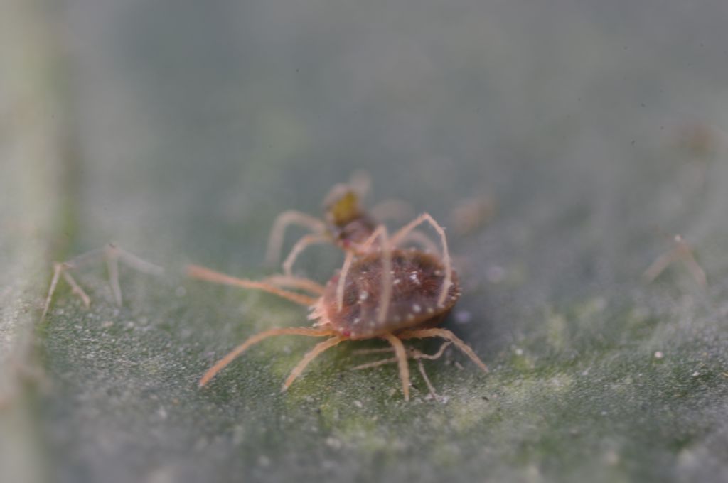 Acari su foglie di edera: cfr.  Tetranychidae - Rende (CS)